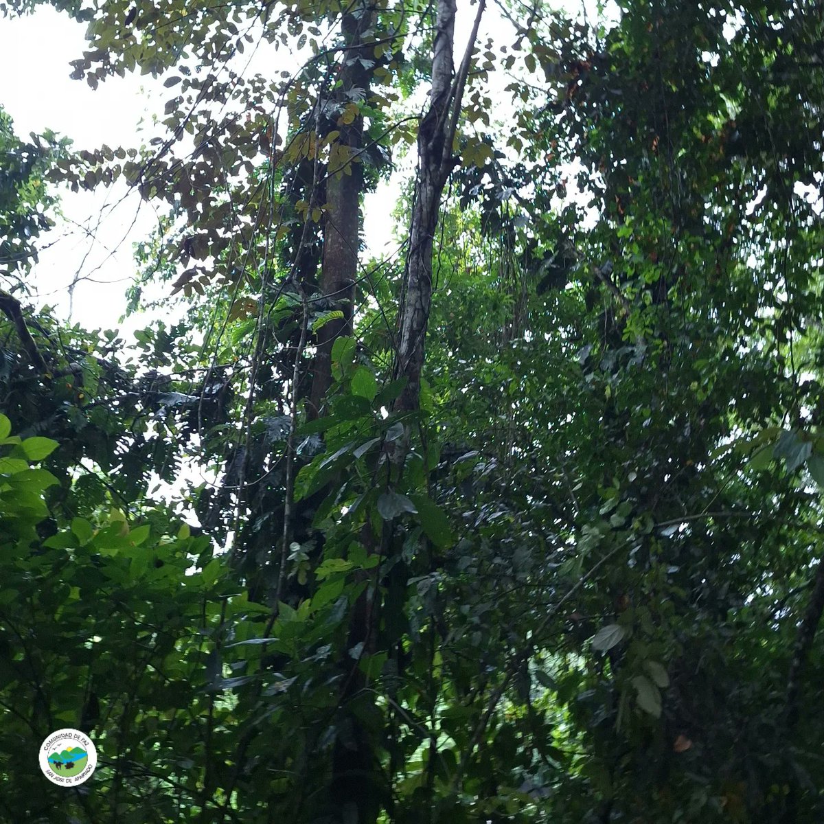 cdpsanjose's tweet photo. La belleza de La Serranía de Abibe 
#arbol #naturaleza #airepuro #bosque #arboles https://t.co/wXobbRQQDB