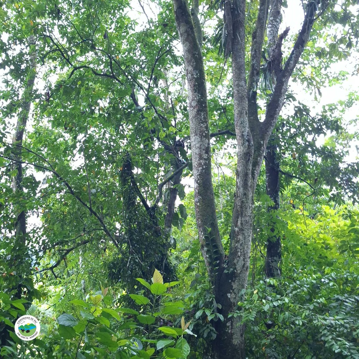 cdpsanjose's tweet photo. La belleza de La Serranía de Abibe 
#arbol #naturaleza #airepuro #bosque #arboles https://t.co/wXobbRQQDB