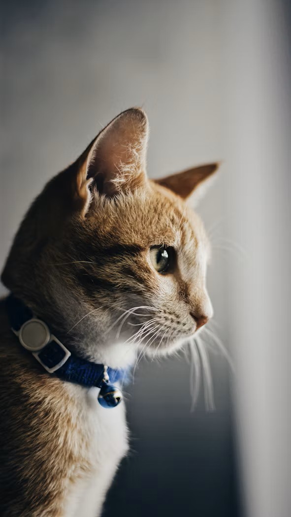 DailyCatsX tweet picture