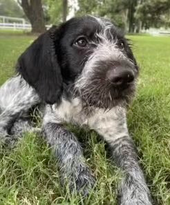 Patrick Roan tweet media