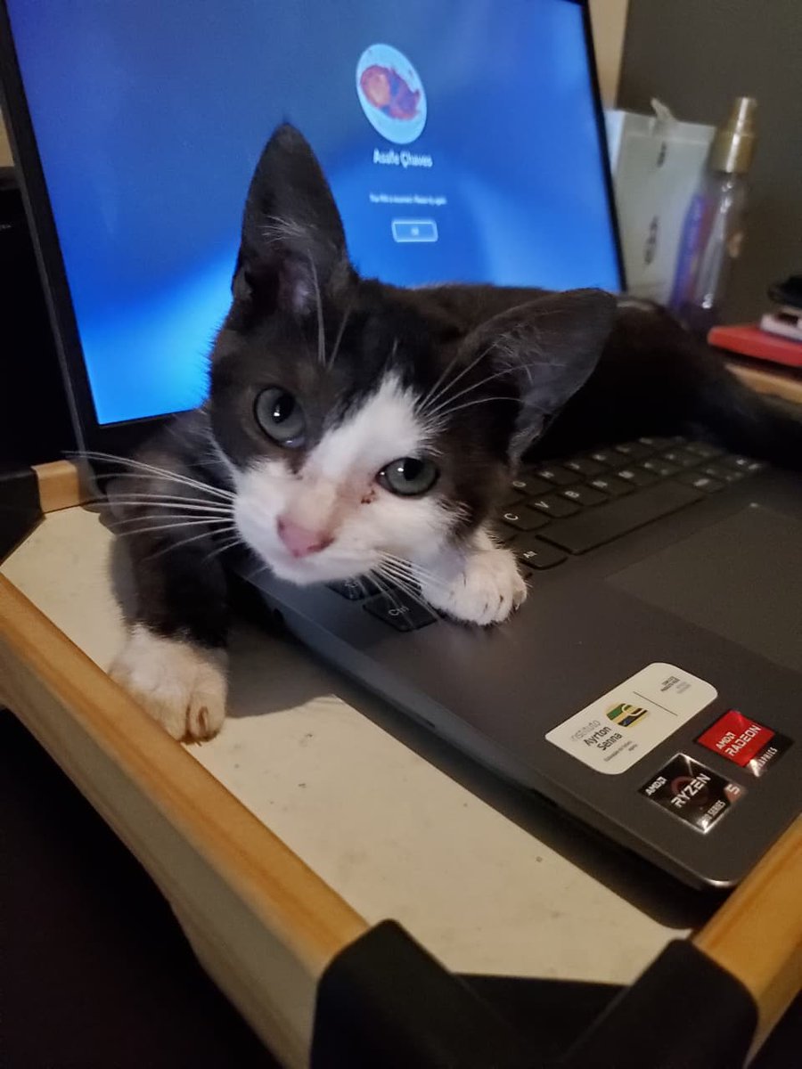 asafeec's tweet image. Pq que eles gostam do notebook?