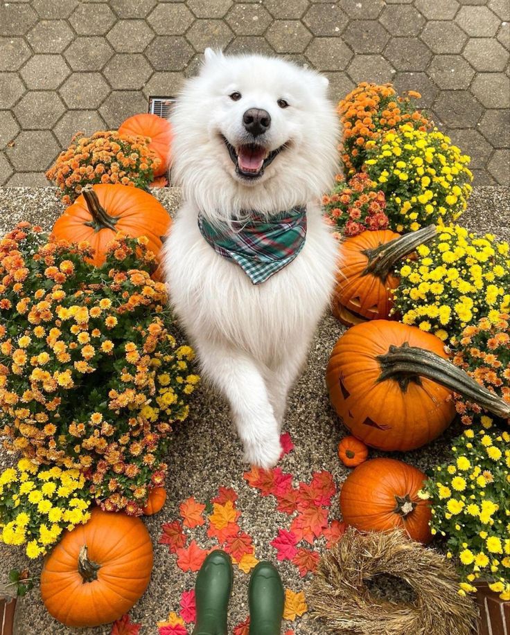 <a href="/VannaRicci/">LookForTruth🦋</a> Un bel sorriso per te🧡