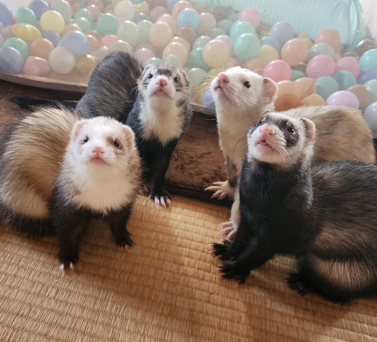 はるきち はるきち (@harunyan0309) / Posts / X