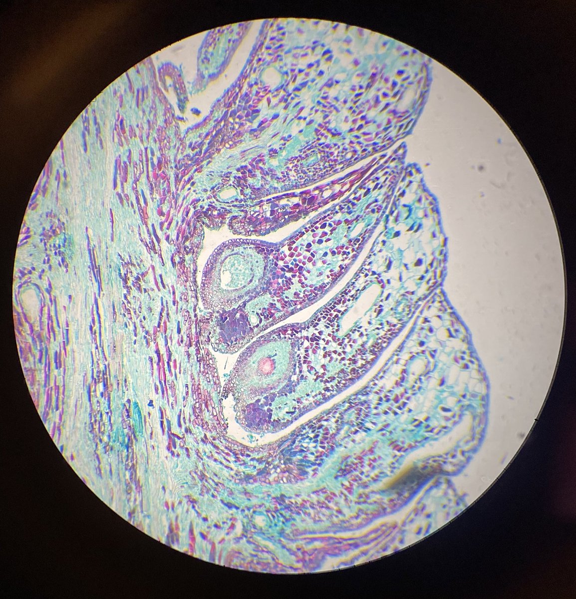 Any idea what this is? 👀
Hint: it’s a plant!

 #GSR_Ambassadors