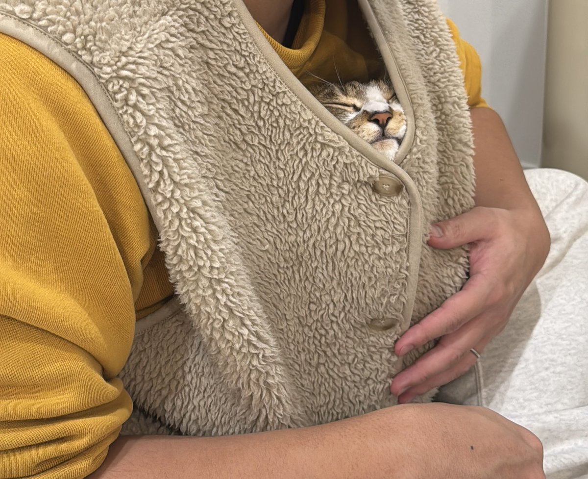 matsutake_cat's tweet image. 飼い主の服の中に無理やり入ったくせに狭そうな顔をする からあげ