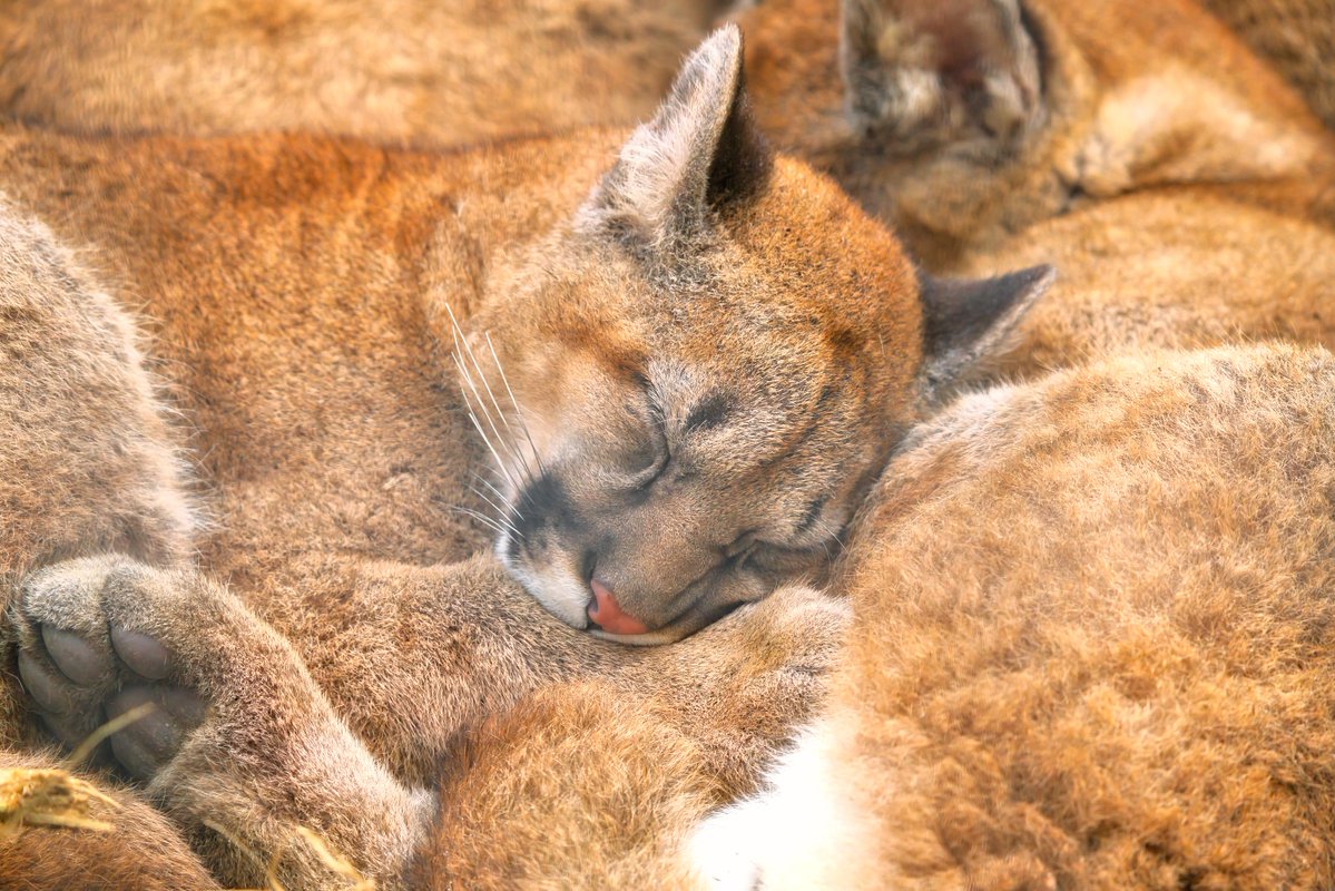 「ピューマ-キャフ」2025-11-30
手術後の復帰して
可愛い寝顔を見せてくれありがとうキャフ