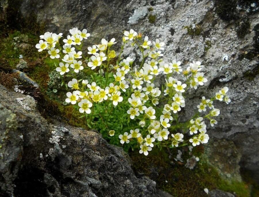 HandsUpEduc's tweet photo. Saxifrages derived their name from "saxum" &amp; "frango".  According to Pliny, they were used to break kidney stones. The other possible etymology is that they grow in rocks' crevices. Learn more derivatives of "saxum" in Ch. 24 &amp; "frangō" in Ch. 25. #suburani #derivativeoftheday https://t.co/NbyPK7Yl2j