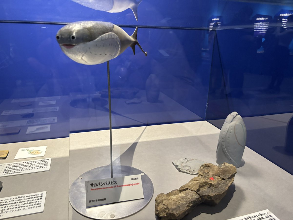 大絶滅展行ってきた🐶常設展示と併せて見ると面白いかも🦕三葉虫いーっぱい…夢に出てきそう…。昔の絶滅した生き物というのはロマンがあってとってもよい
#上野　#ぬい撮り