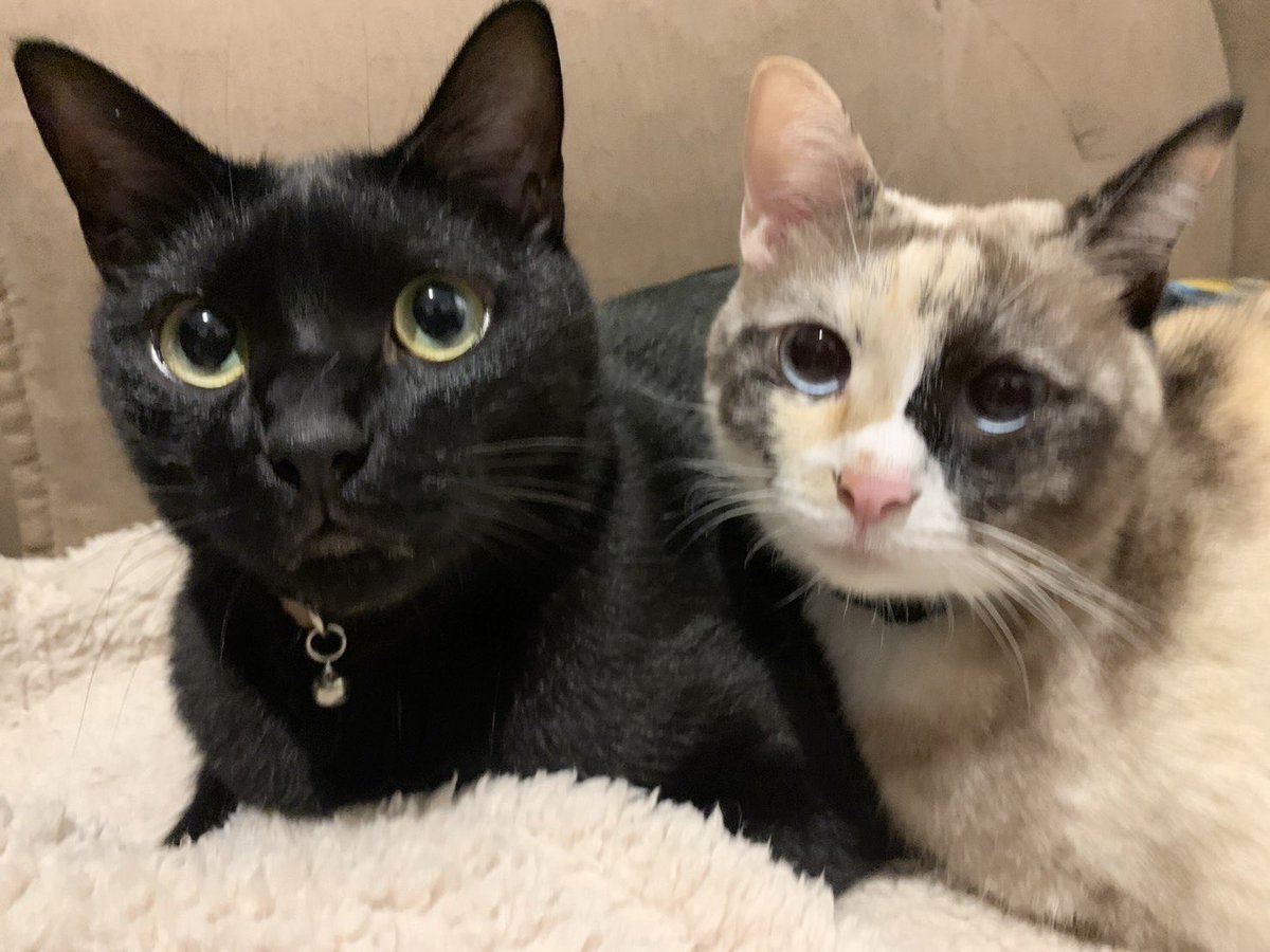 仲良し🖤💙 #猫