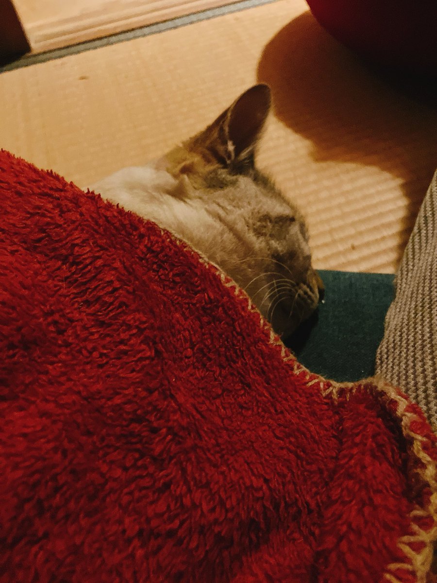 寝ちゃった
#猫 #猫のいる暮らし