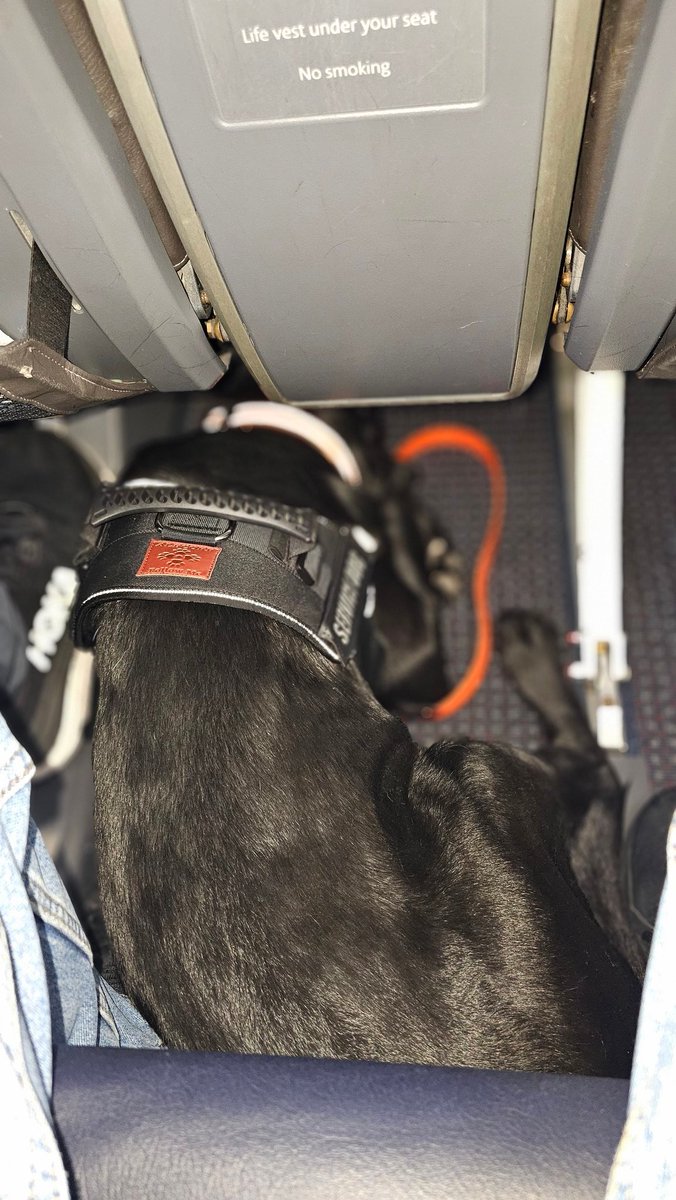 Hero Labradors tweet media