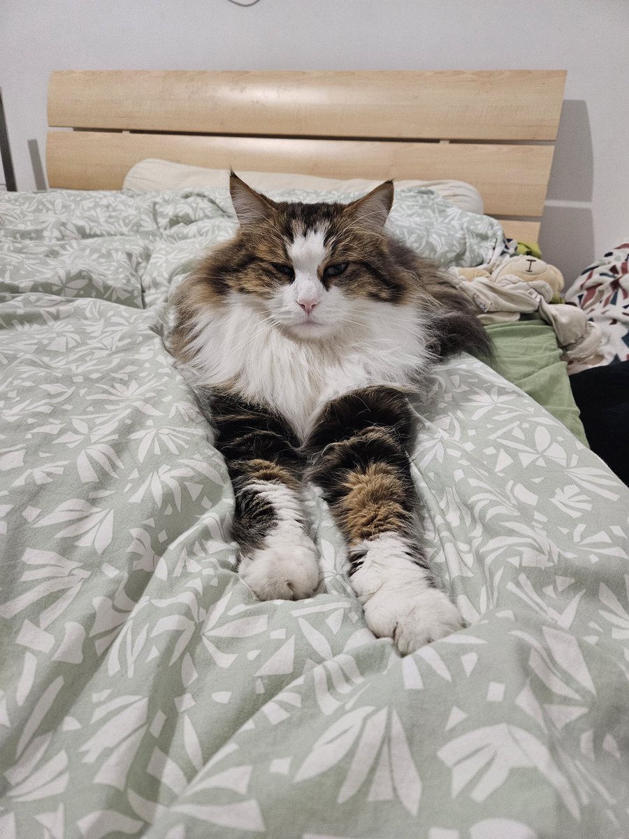 Mathookee's tweet image. Le sphinx se repose