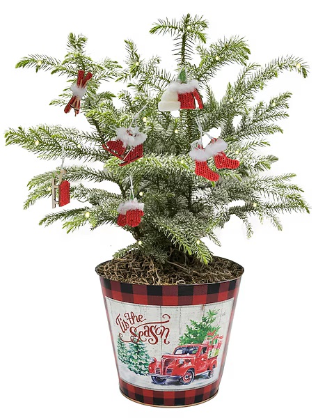 MemorialFlorist's tweet image. Rockin' around the Christmas Tree...🎄

This little pine is ready to party. Festive planter, holiday accents, &amp;amp; rock-n-roll Christmas magic! 🪄🎁Get yours at memorialflorists.com.

#ChristmasTree #FestiveDecor #MemorialFlorists #FamilyFlorist #AppletonFlowersandGifts