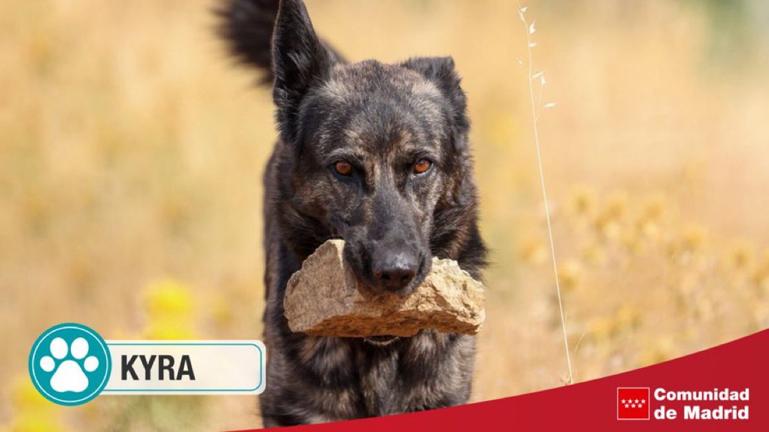 🐕 Kyra busca una familia ya que su anterior dueño falleció y ahora está con nosotros esperando una oportunidad.

👟  Le encanta salir de paseo y le gusta mucho la compañía. ¿Quieres darle un hogar?

+Info: c.madrid/8m8bu1