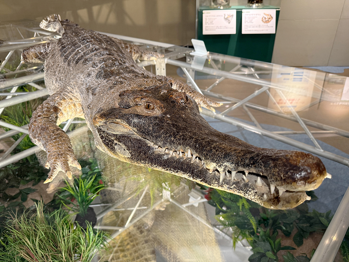 ワニ 剥製 ワニ 剥製