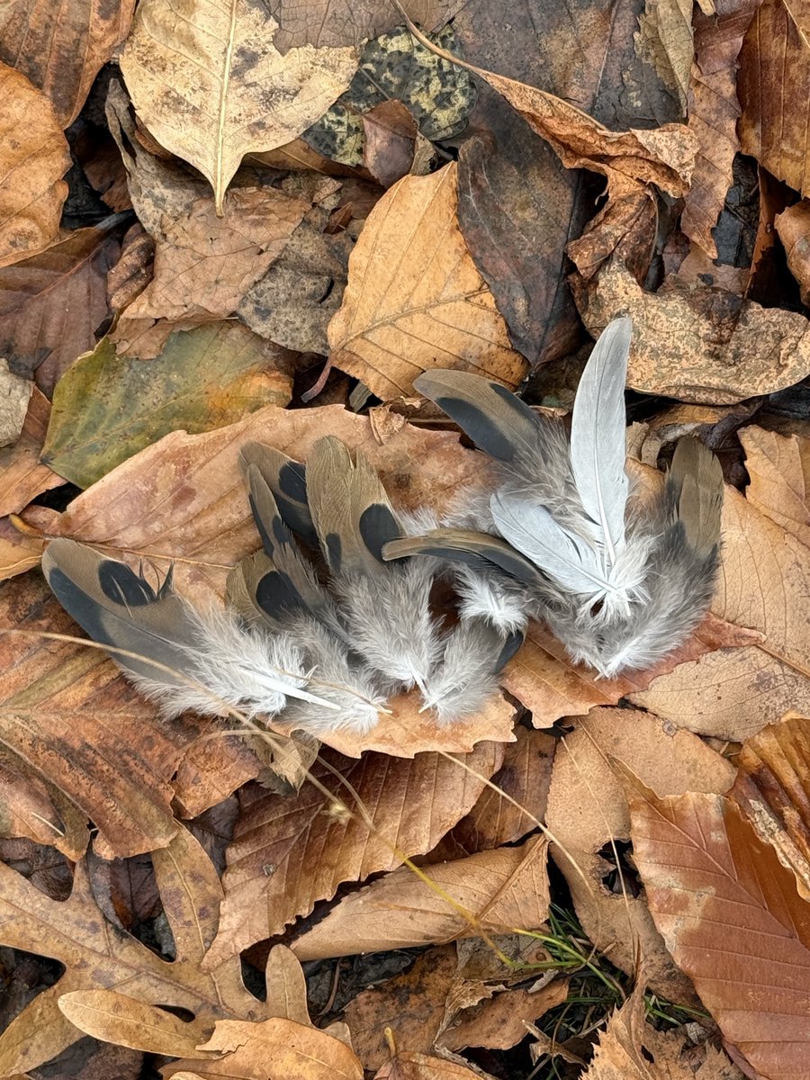 soozenyc's tweet image. Late afternoon light in the winter is awful.  I was left wondering which bird lost its battle with that hawk. So I walked and found its feathers. 

RIP Mourning Dove. 

#birdcpp 
#brooklynbirds
#bklynbirdclub
@birdbrklyn