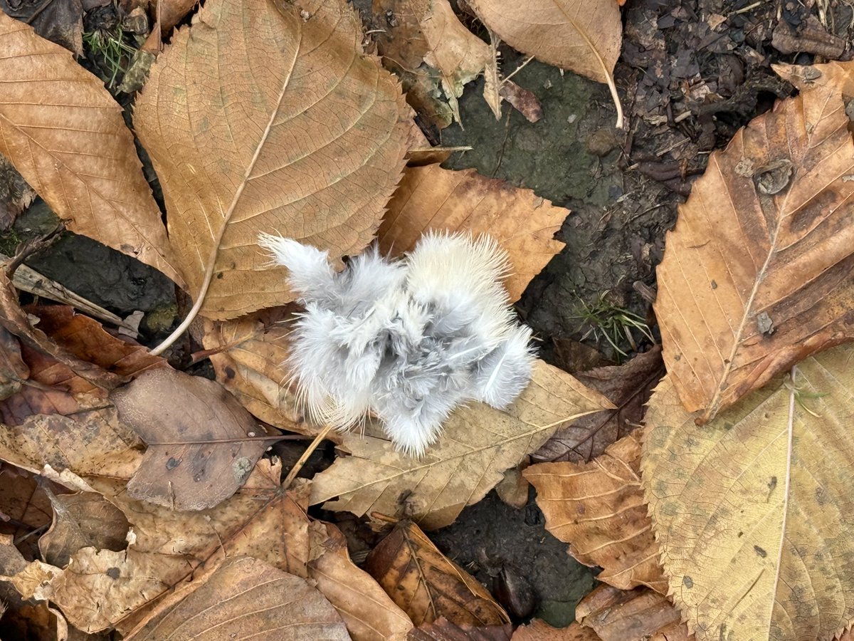Late afternoon light in the winter is awful.  I was left wondering which bird lost its battle with that hawk. So I walked and found its feathers. 

RIP Mourning Dove. 

#birdcpp 
#brooklynbirds
#bklynbirdclub
@birdbrklyn