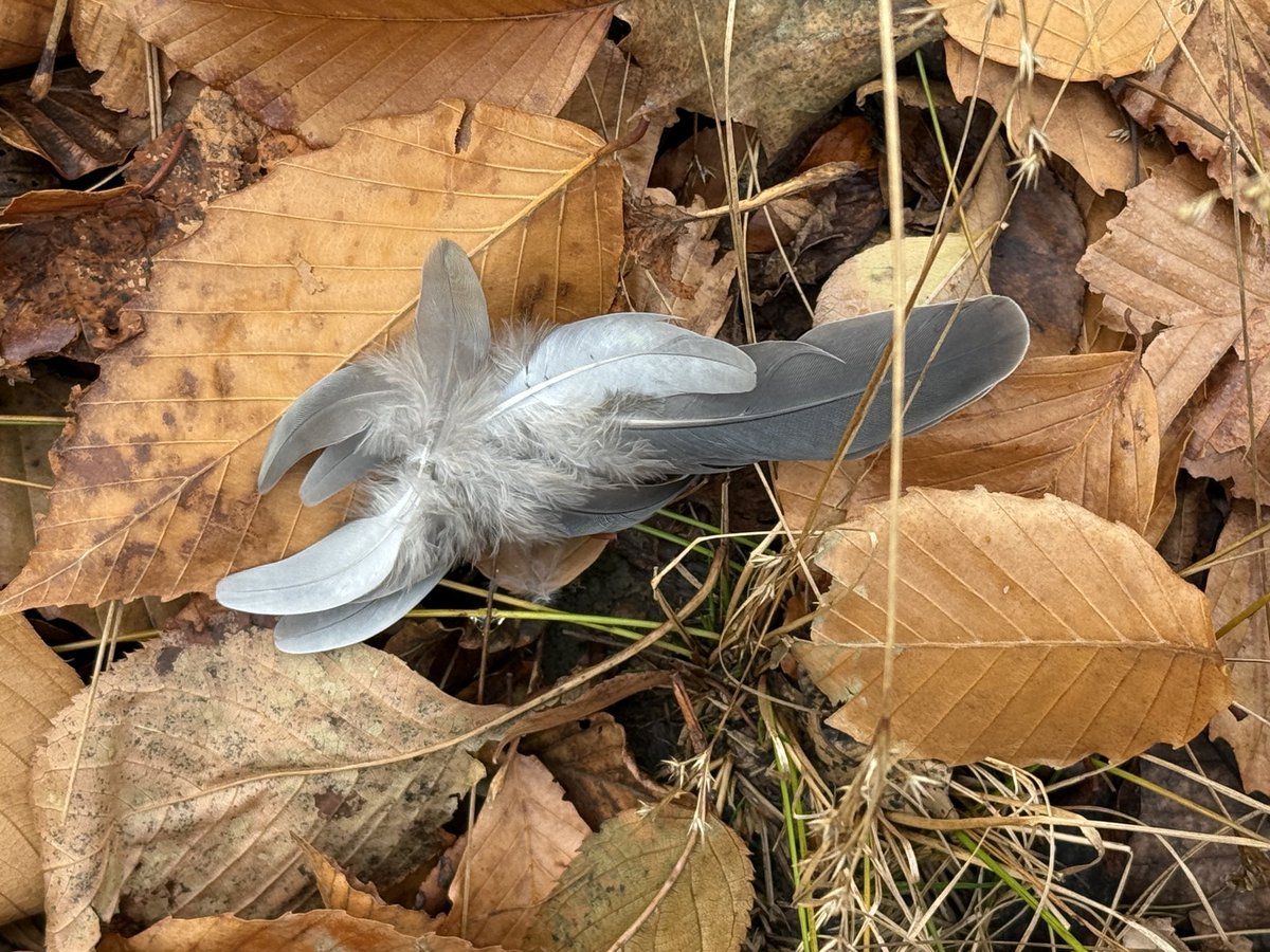 soozenyc's tweet image. Late afternoon light in the winter is awful.  I was left wondering which bird lost its battle with that hawk. So I walked and found its feathers. 

RIP Mourning Dove. 

#birdcpp 
#brooklynbirds
#bklynbirdclub
@birdbrklyn