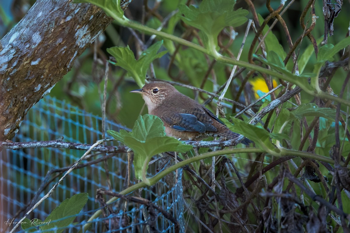 Southern House Wren (Troglodytes musculus)
Ladyville, Belize
November 2025
#BirdsOfBelize #BirdsSeenIn2025 #birds #birdwatcher #BirdsOfX #BirdsOfTwitter