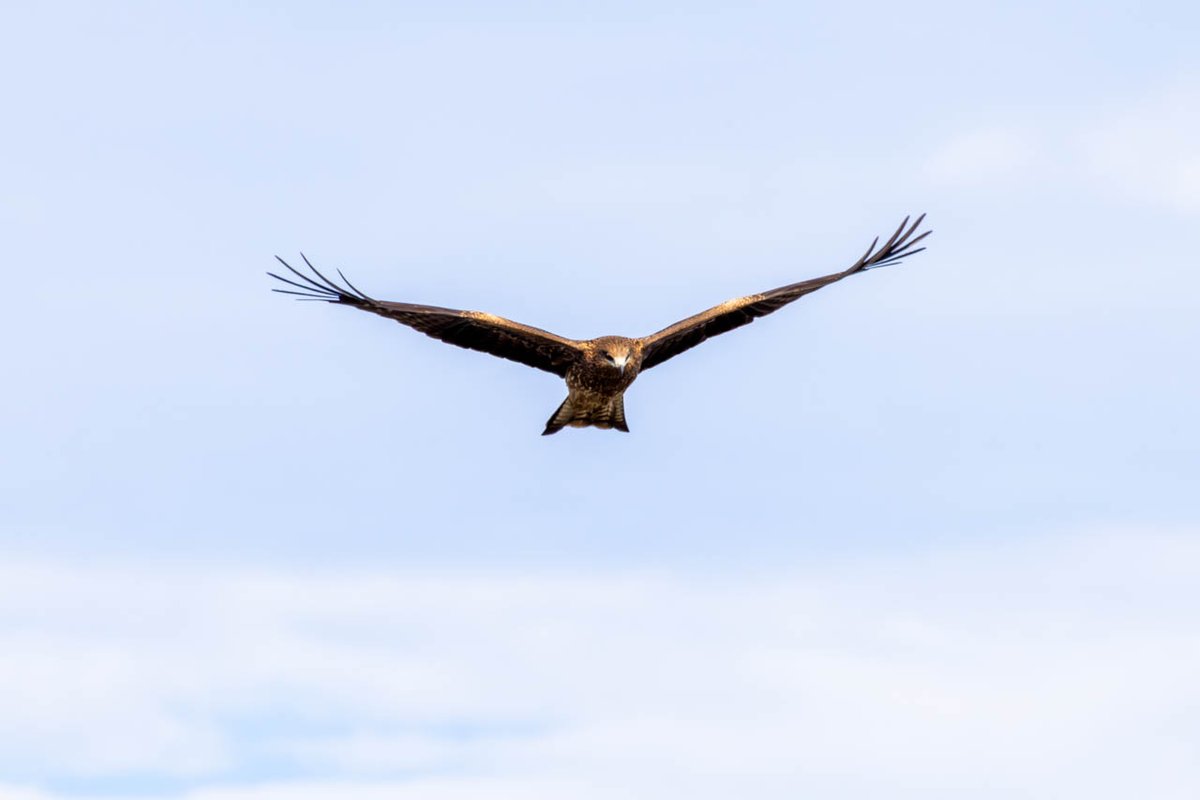 bob_k7777's tweet photo. 今日(12/2日)の野鳥写真(1つめ)はお隣滋賀県の琵琶湖(湖南)で撮った「トビ」
(2025/11/12撮影)
#野鳥写真 #滋賀 #琵琶湖 #湖南 #トビ
#EOSR5 #RF100-400mmF5.6-8IS(+1.4x)
#Lightroom
詳細はブログ( https://t.co/GqnLvRtM41 )にて https://t.co/3D3aS8UtKz