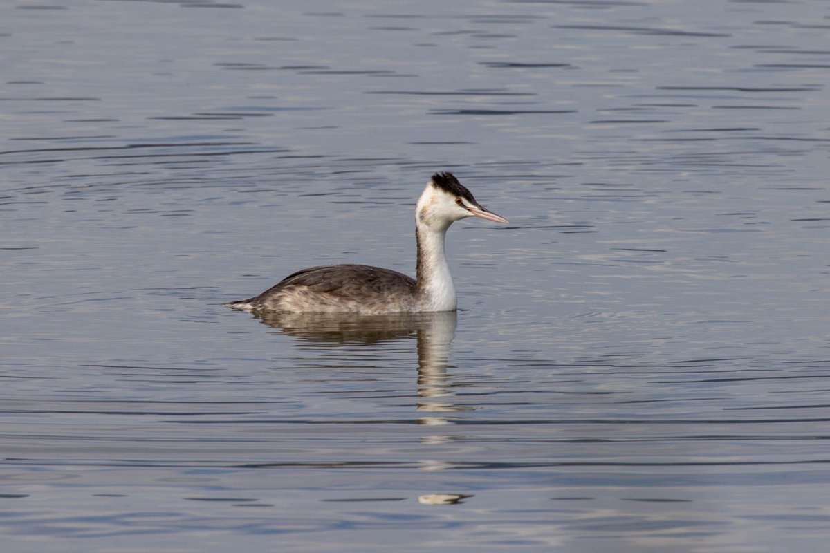 bob_k7777's tweet photo. 今日(12/2日)の野鳥写真(3つめ)はお隣滋賀県の琵琶湖(湖南)で撮った「カンムリカイツブリ」
(2025/11/12撮影)
#野鳥写真 #滋賀 #琵琶湖 #湖南 #カンムリカイツブリ
#EOSR5 #RF100-400mmF5.6-8IS(+1.4x)
#Lightroom
詳細はブログ( https://t.co/GqnLvRtM41 )にて https://t.co/Ffrwuc4dpO