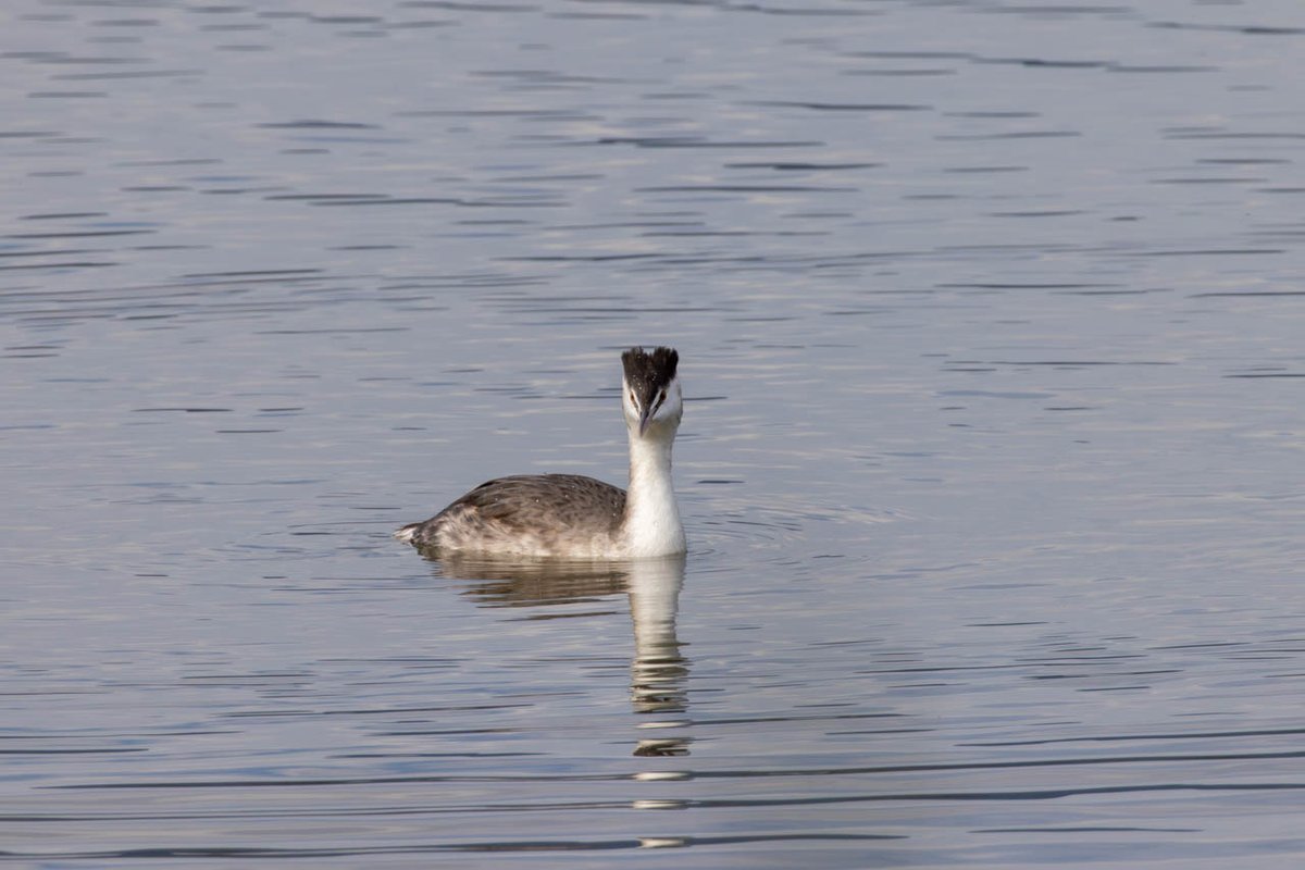 bob_k7777's tweet photo. 今日(12/2日)の野鳥写真(3つめ)はお隣滋賀県の琵琶湖(湖南)で撮った「カンムリカイツブリ」
(2025/11/12撮影)
#野鳥写真 #滋賀 #琵琶湖 #湖南 #カンムリカイツブリ
#EOSR5 #RF100-400mmF5.6-8IS(+1.4x)
#Lightroom
詳細はブログ( https://t.co/GqnLvRtM41 )にて https://t.co/Ffrwuc4dpO