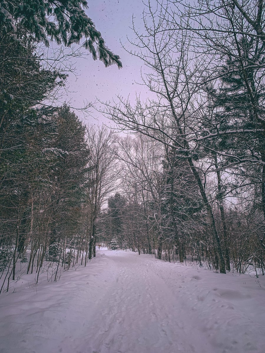 alltheblueroses's tweet image. listening for whispers in the quiet