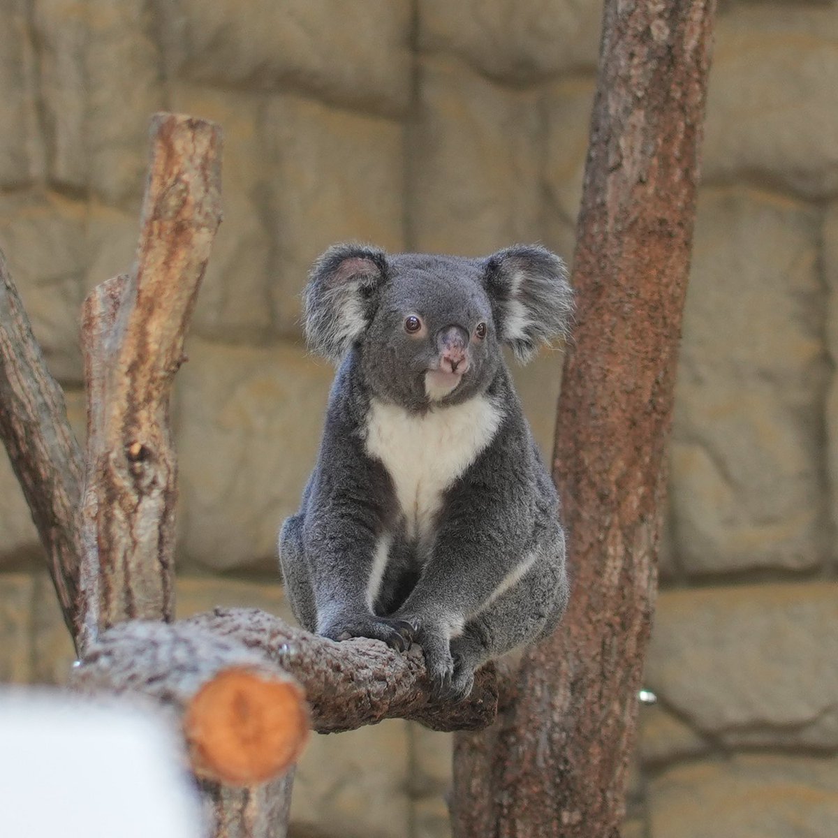 修正ありRin♡さん専用 りん