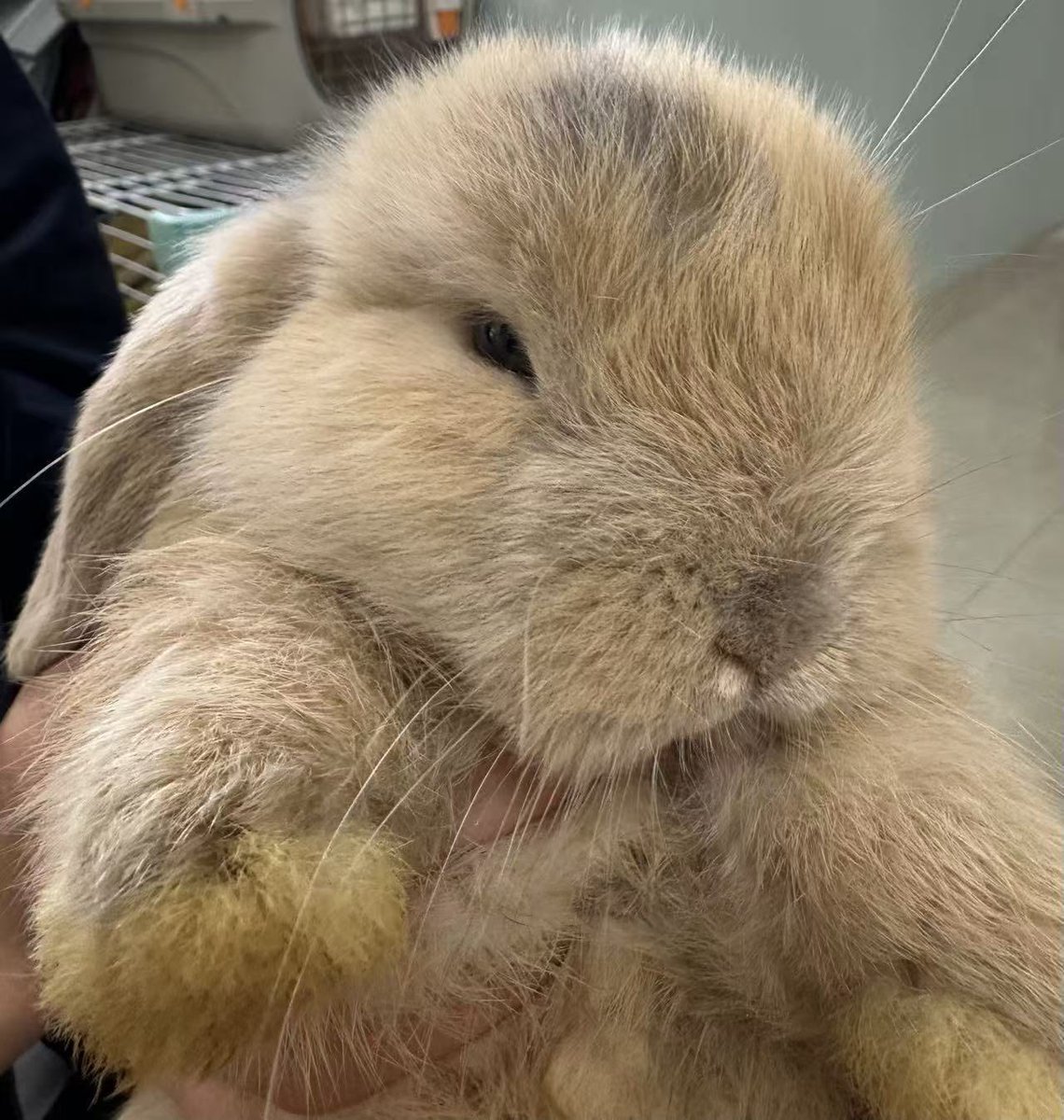 慈悲度魂落 tweet media