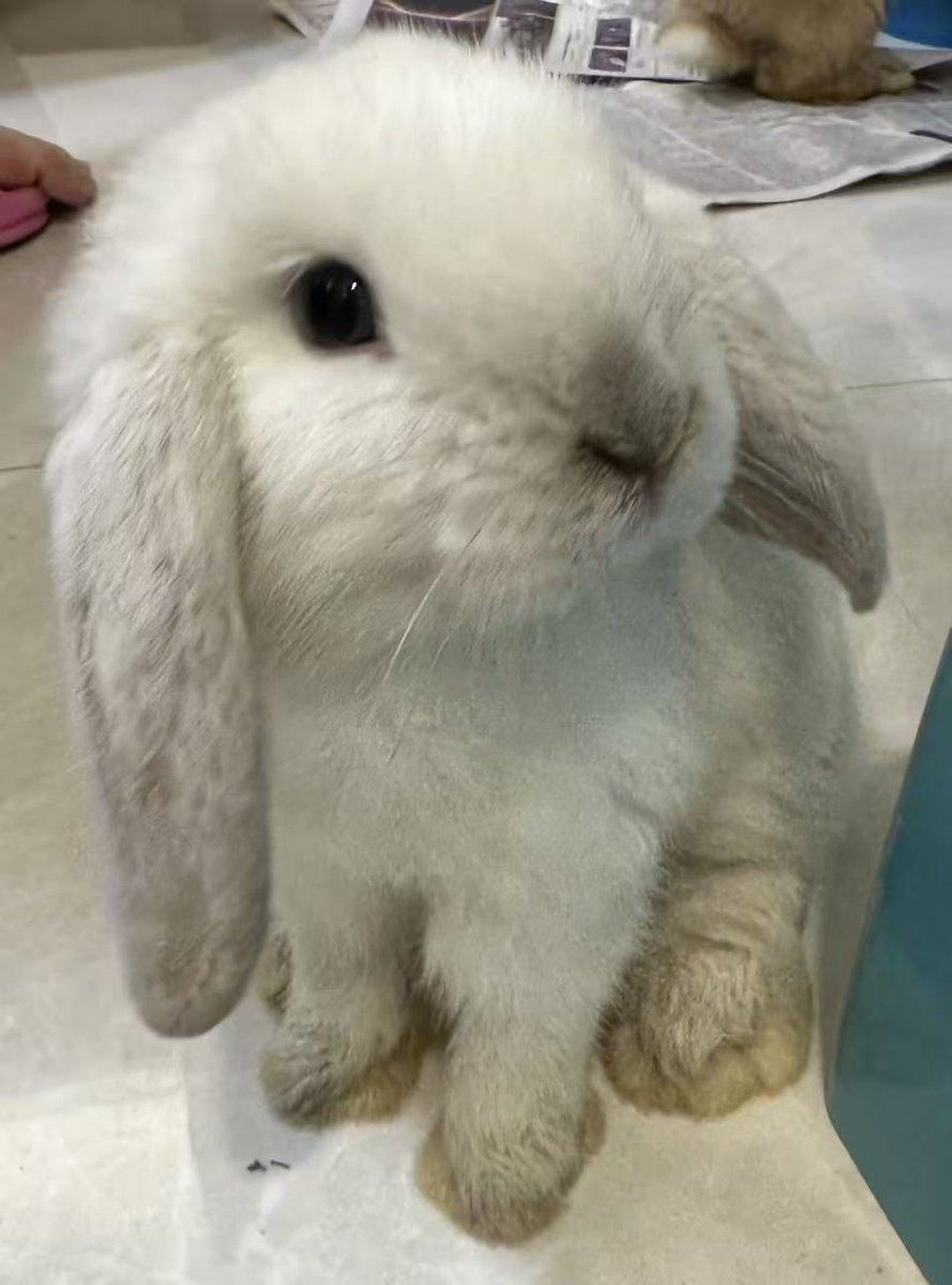 慈悲度魂落 tweet media