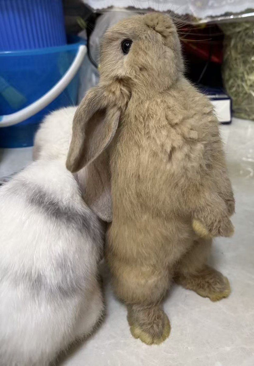 慈悲度魂落 tweet media