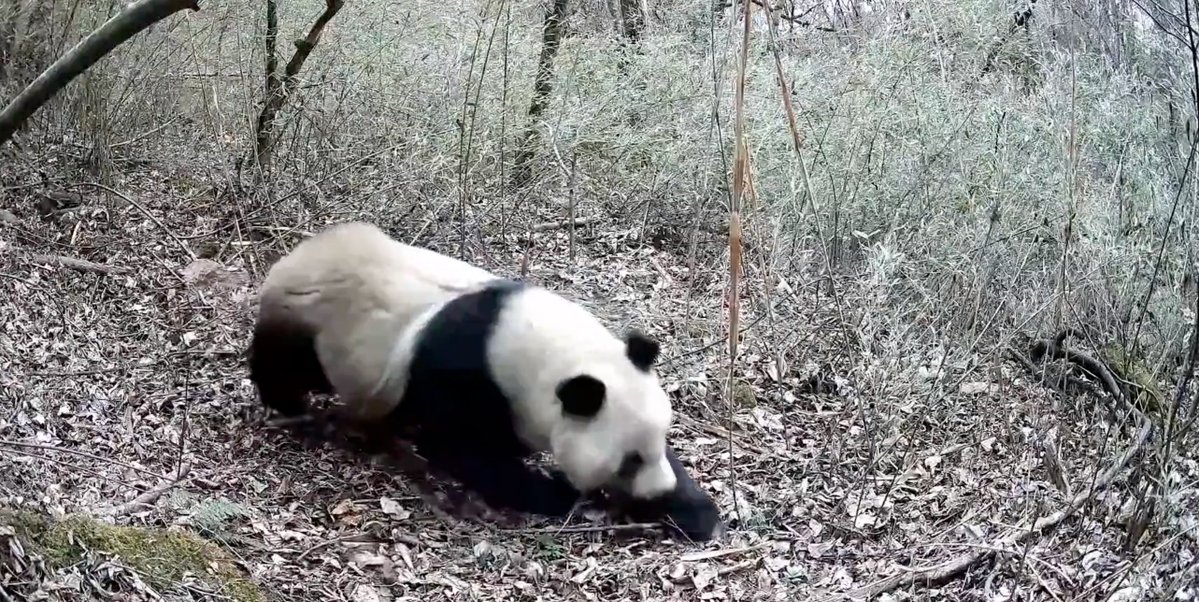 DailyBeijing's tweet image. A Qinling giant #panda, #China&apos;s first-class protected #wildlife #species, was captured on an infrared camera engaging in outdoor activities in Shaanxi, China. #giantpanda