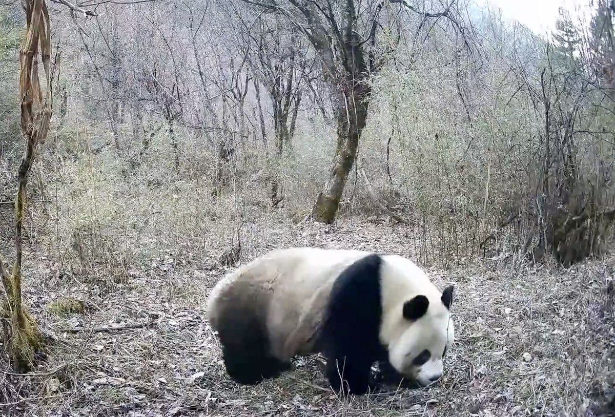 DailyBeijing's tweet image. A Qinling giant #panda, #China&apos;s first-class protected #wildlife #species, was captured on an infrared camera engaging in outdoor activities in Shaanxi, China. #giantpanda