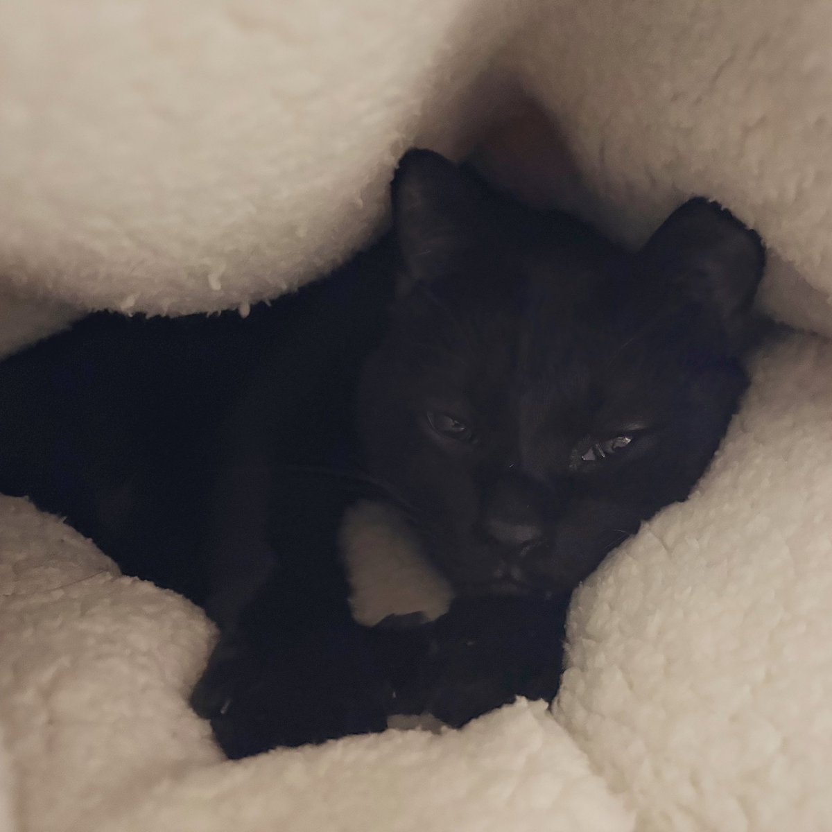 クッションを使いこなすジジさん🐈‍⬛