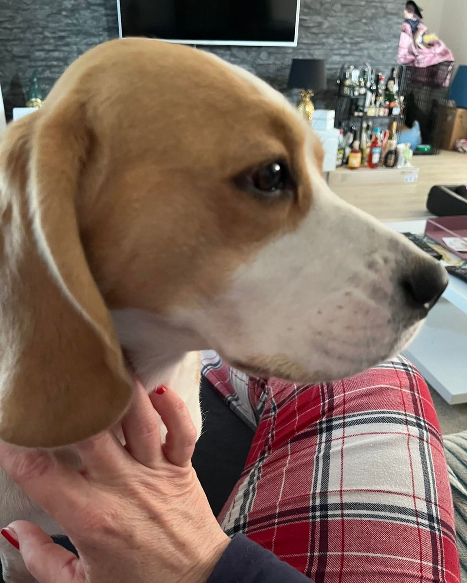 Research indicates the #beagle will stand between her human and any book, screen, or newspaper until the human remembers the true focal point of the home. #beaglefacts

📷 <a href="/MelG_Nordlicht/">Fräulein Schröder FS & Phili</a> / Twitter