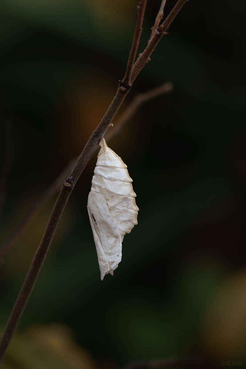 mushi no uta Community on X - 209 Members