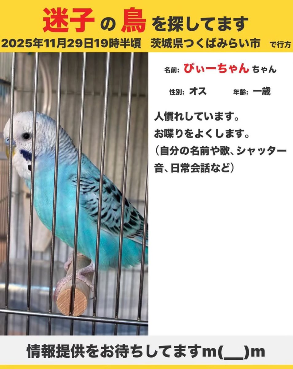 hydeharum1's tweet image. #茨城県　#つくばみらい市
#セキセイインコ迷子