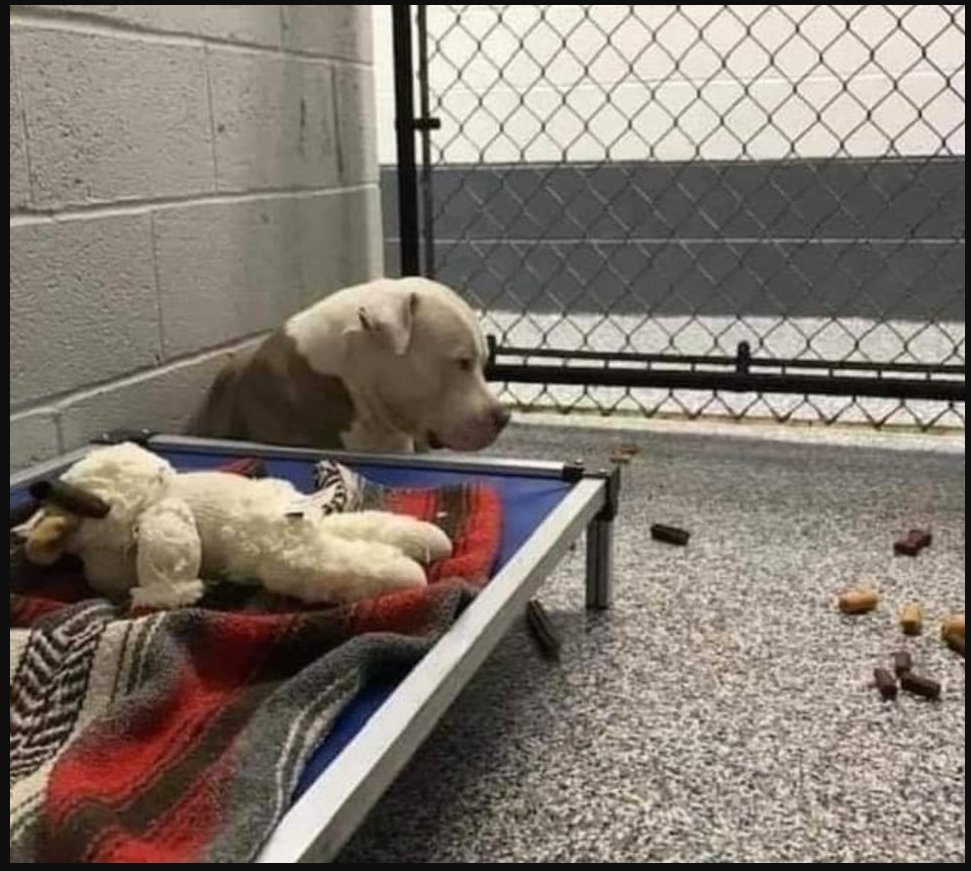 BestinDogs's tweet image. When a dog is surrendered to a shelter, because they got lost, because someone moved, because the new home doesn’t allow pets, or simply because their family grew tired of them, this is what happens.  They sit quietly, waiting for you to return. Not for hours. Not just for days.…