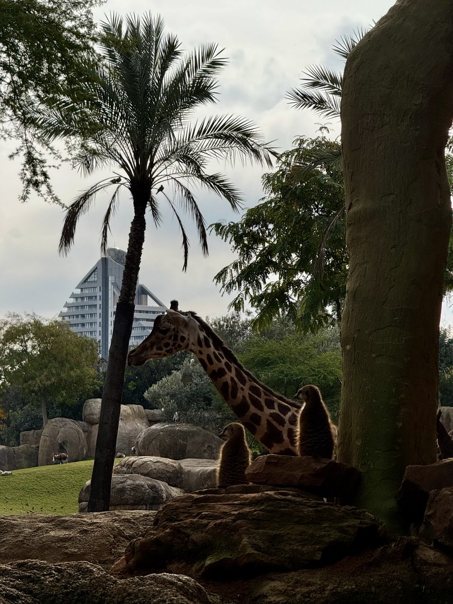 Jakub Tepper 🇯🇵✈️🎮🍙🍛 tweet media