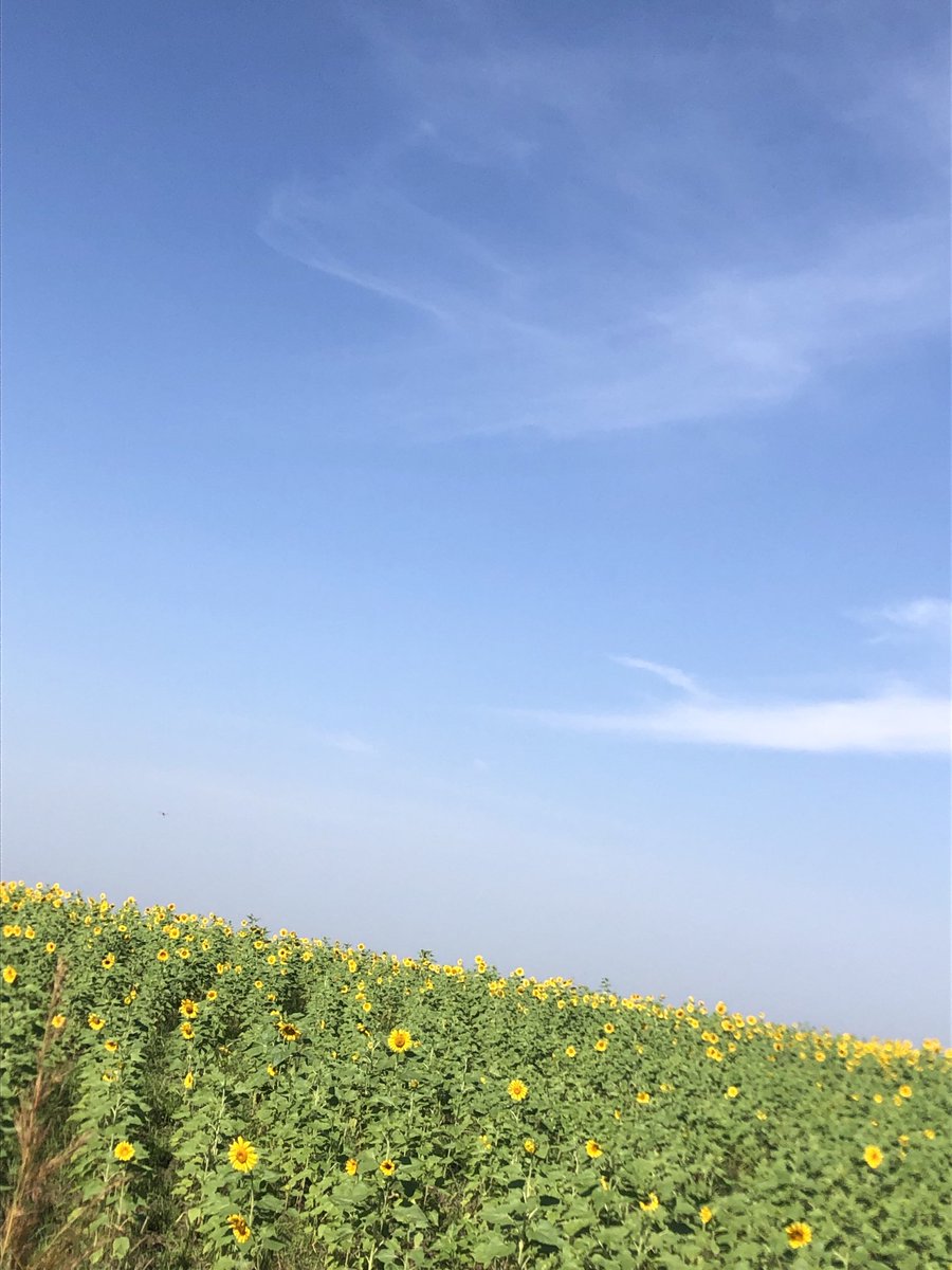 Reigncommodity's tweet image. Sun flower