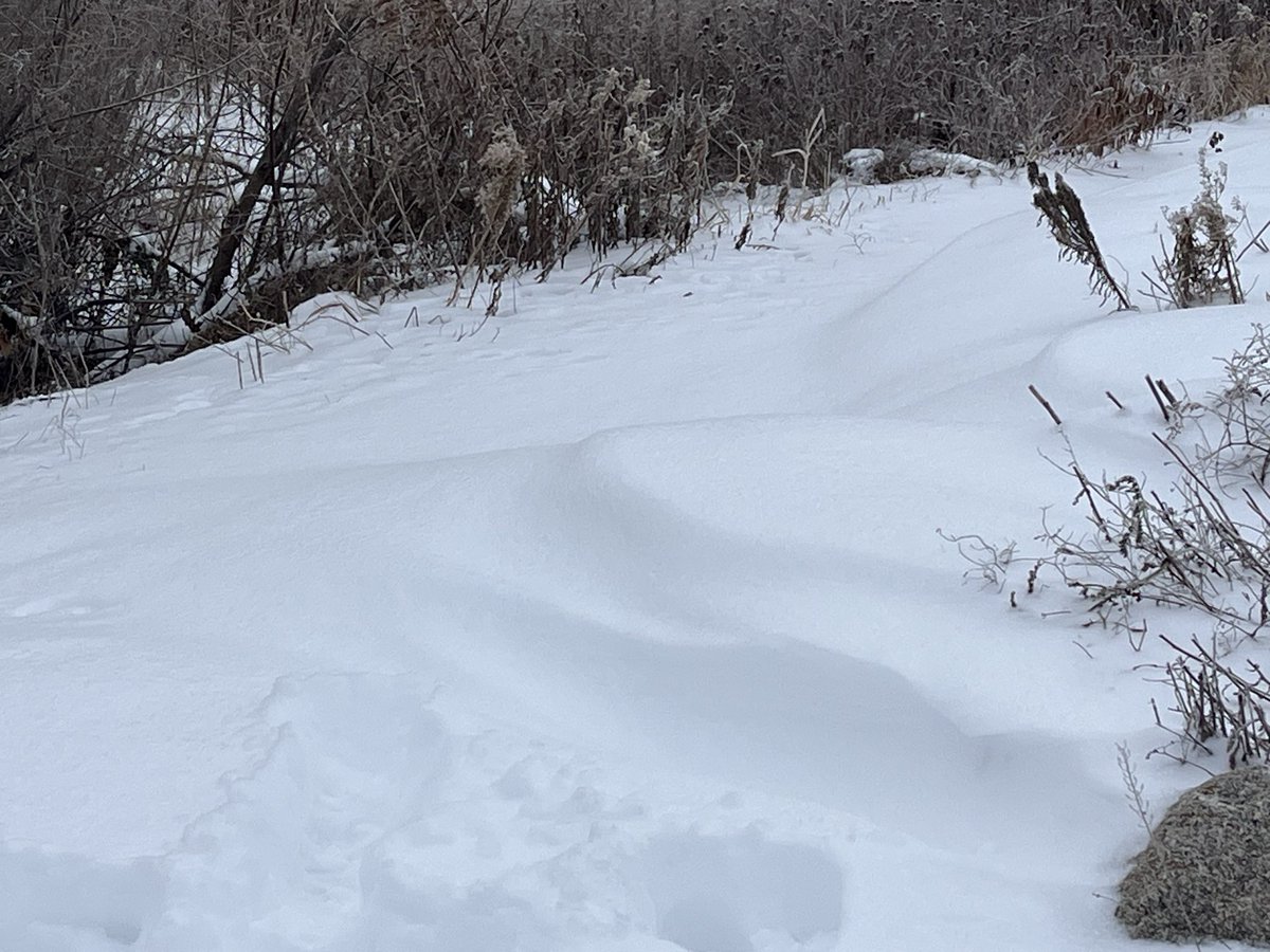 carvertrails's tweet image. The recent snowfall has created drifting and unridable conditions. Hawk’s Ridge is not packed for winter riding. 

Snowshoe packing at Mammoth trail has begun
