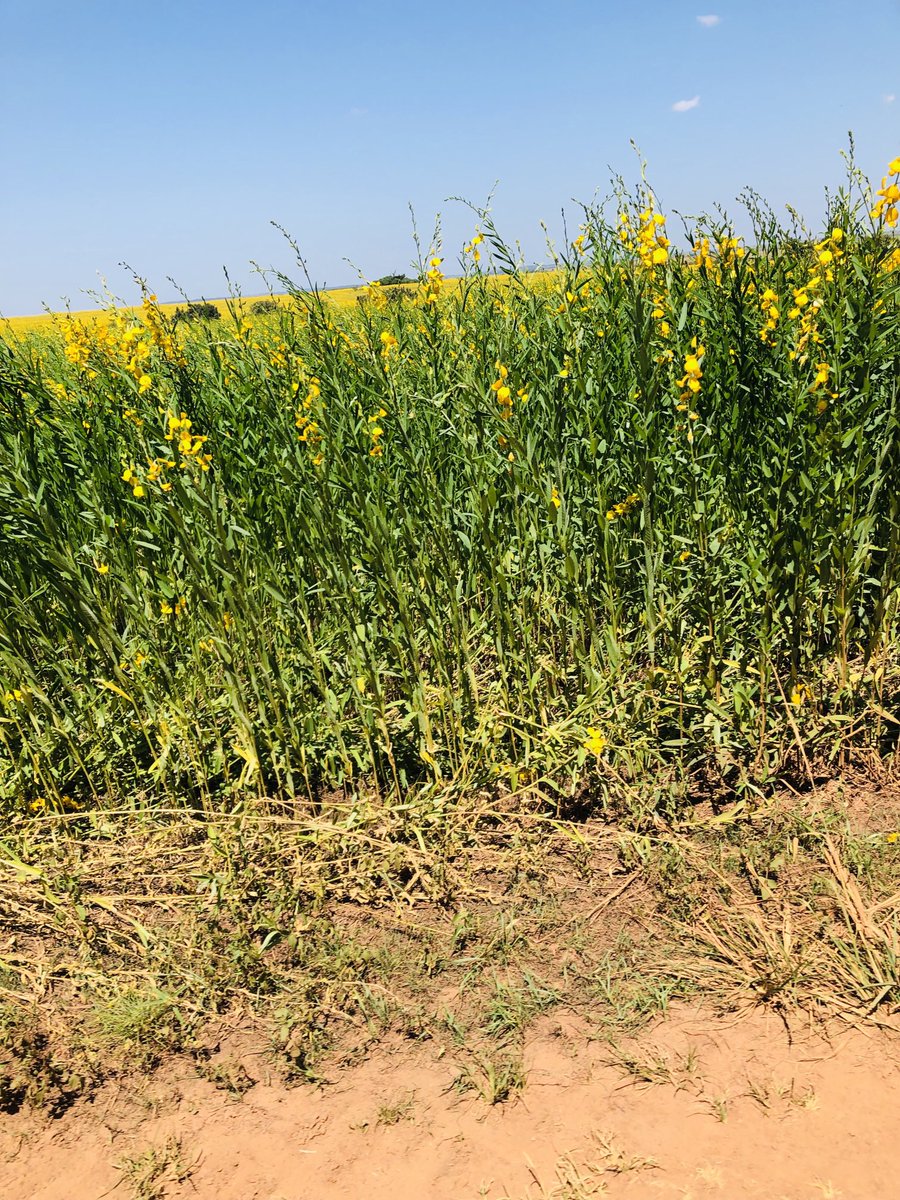 Reigncommodity's tweet image. Sunn hemp