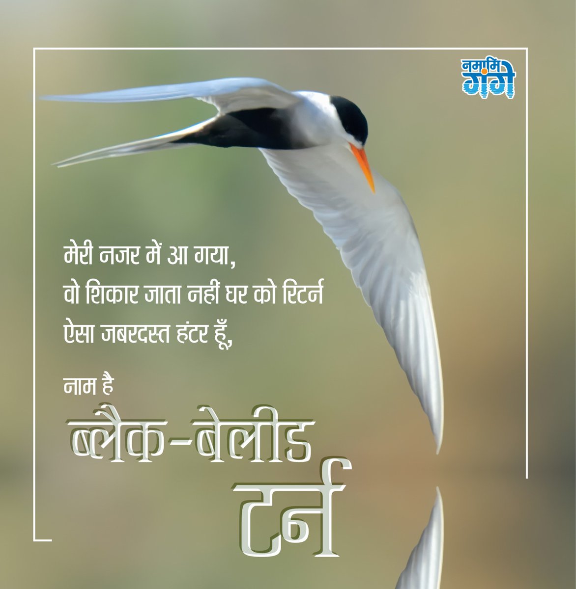 ब्लैक-बेलीड टर्न भारत उपमहाद्वीप से लेकर लाओस, थाईलैंड और कंबोडिया तक पाया जाता है। हालांकि इनकी संख्या बहुत तेज़ी से घट रही है और चीन (युन्नान) में लगभग विलुप्त हो चुकी है। यह पक्षी गंगा नदी के मध्य और निचले हिस्सों में रेतीले किनारों और नदी के बीच बने रेतीले द्वीपों पर पाया