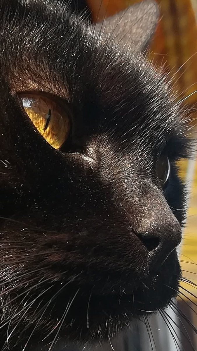 Alex (@polaleks) on Twitter photo 