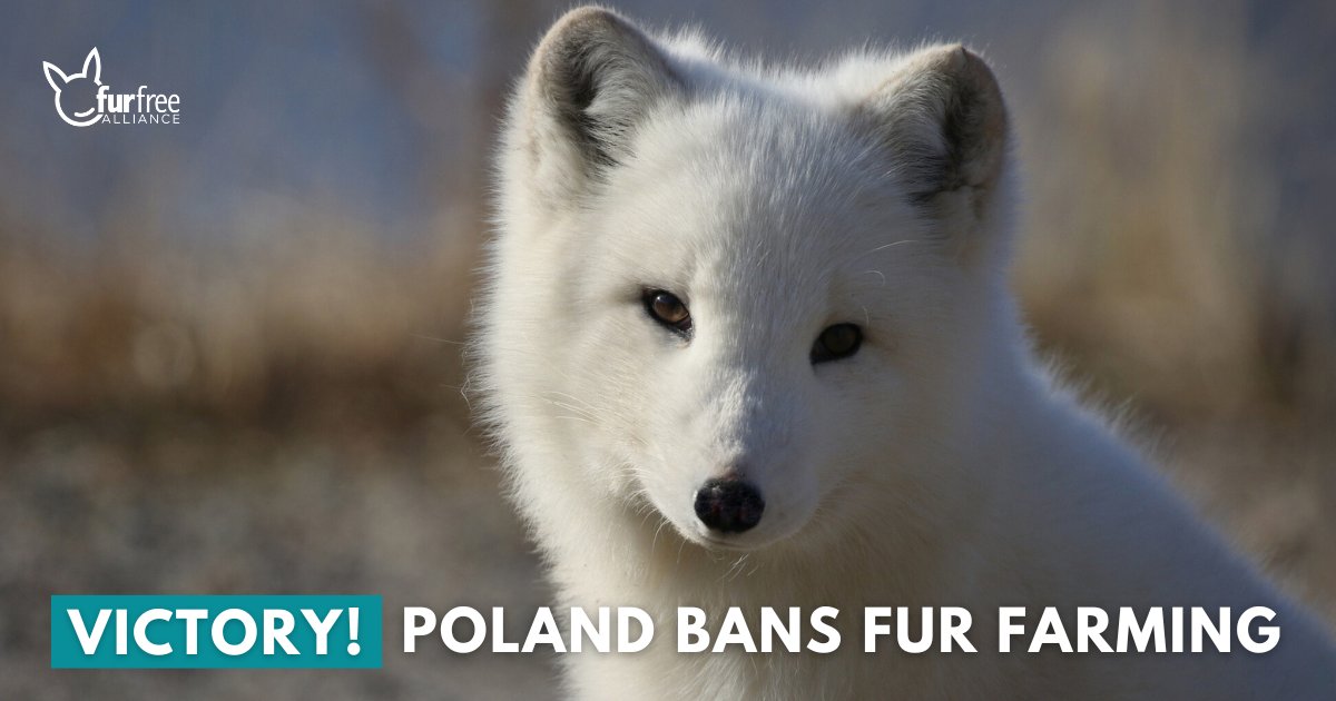 BREAK: Poland becomes the 24th European country to end fur farming 🎉

Today President Nawrocki signed the long-awaited legislation to #makefurhistory in Poland.

Huge thanks to our Polish friends at <a href="/otwarteklatki/">Otwarte Klatki</a> for fighting for the millions of animals suffering on fur farms.