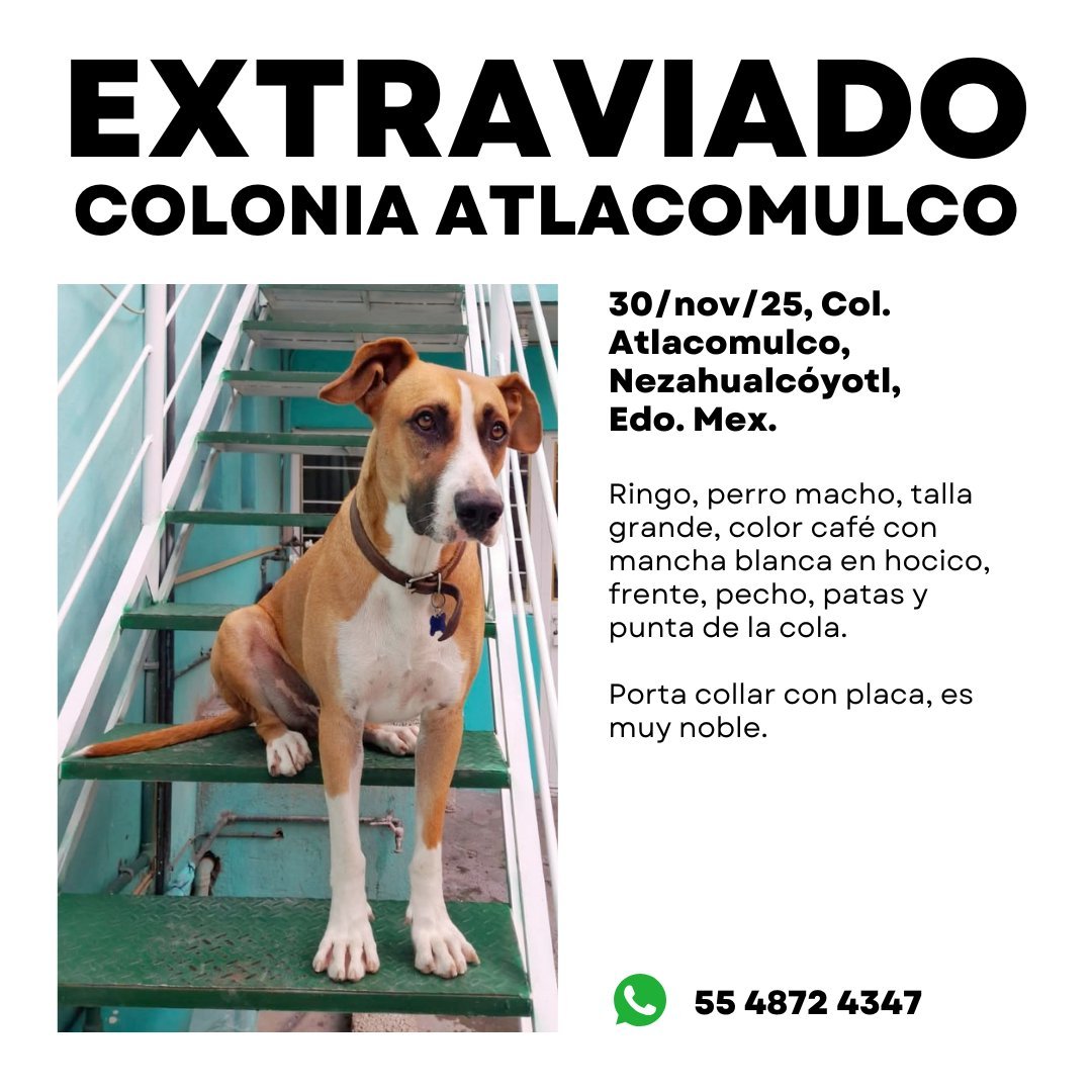 Amigos seguimos buscando a Ringo por favor 🙏🏼 ayúdenos compartiendo en todos sus grupos y redes sociales 
No perdemos la esperanza.
#ayuda #sos #Extraviado