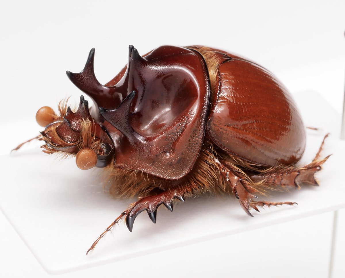 Blackburnium cooperi Australia🇦🇺 「良い虫」の要素は様々だけれど