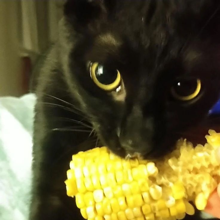 rosessunn's tweet image. 🌽🐈‍⬛