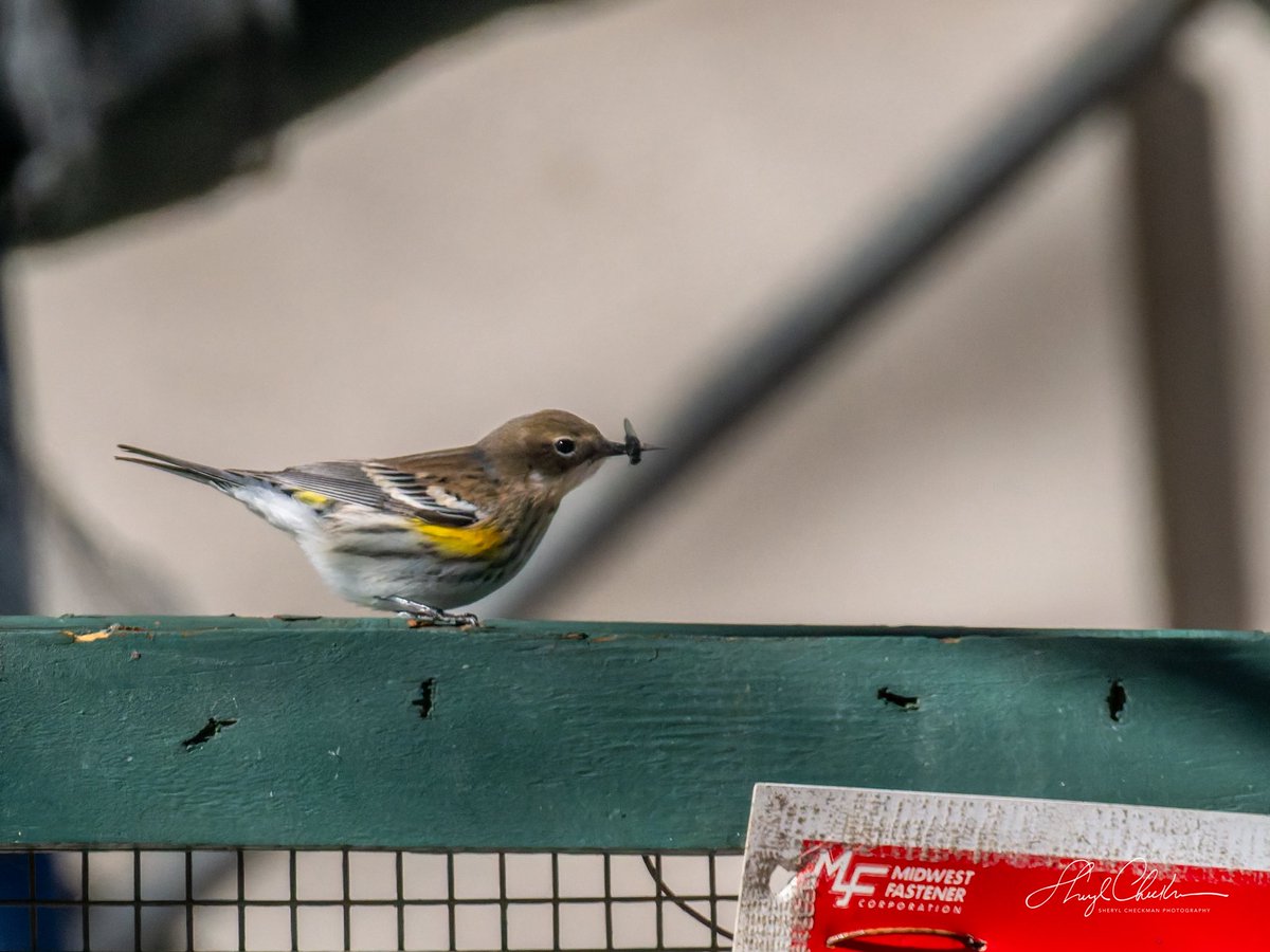 A Yellow-rumped Warner wanted in on the bug action at the construction site across from Carl Schurz Park on Saturday. #yellowrumpedwarbler #fallmigration #birdcpp