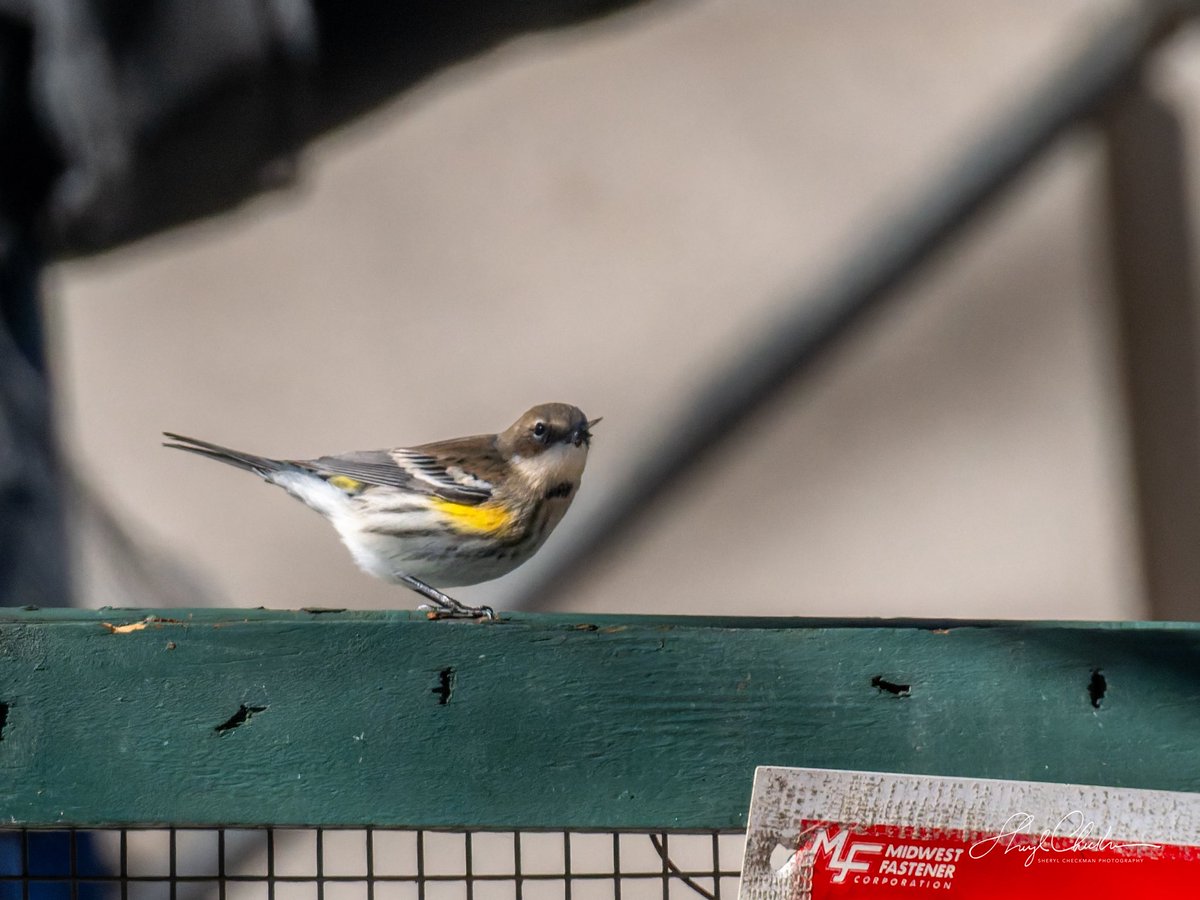 DiveArtist's tweet image. A Yellow-rumped Warner wanted in on the bug action at the construction site across from Carl Schurz Park on Saturday. #yellowrumpedwarbler #fallmigration #birdcpp